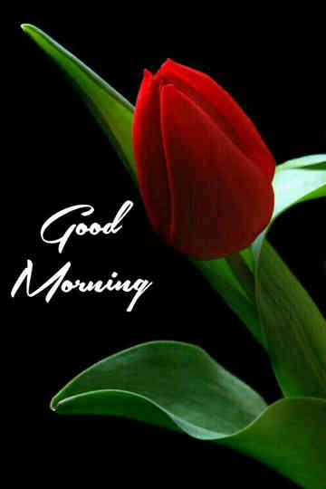 Good Morning Nature